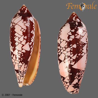 Conus aulicus