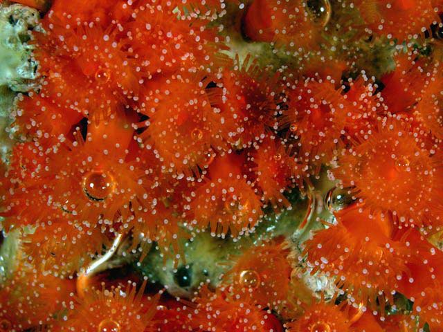 Corynactis australis