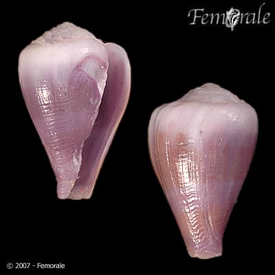 Conus balteatus