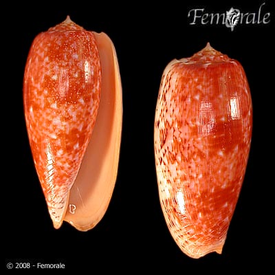 Cobul_u0.jpg