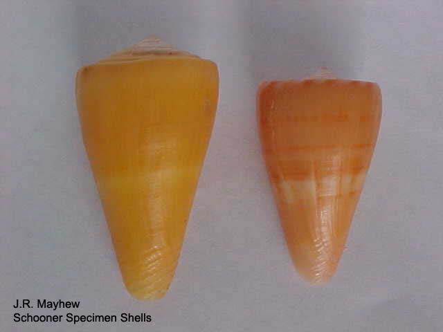 Conus daucus