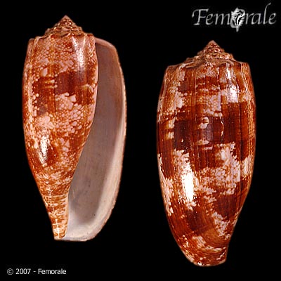 Conus geographus