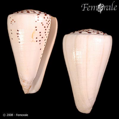 Conus leopardus