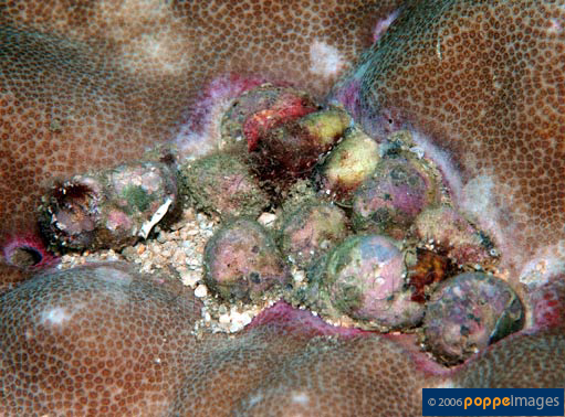 Coralliophila neritoidea