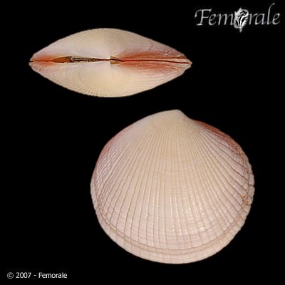 Codakia punctata