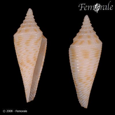 Conasprella rainesae