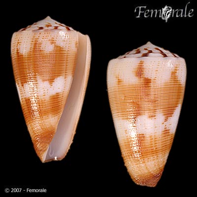 Conus striatellus
