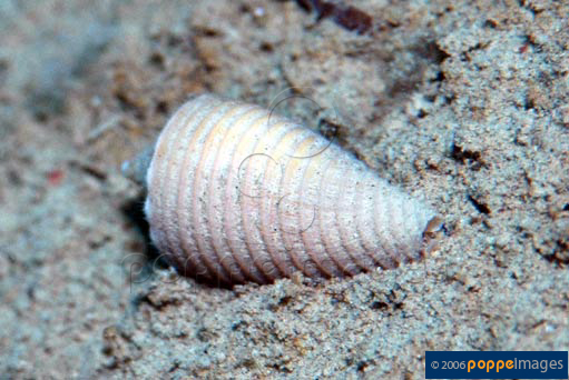 Conus sulcatus