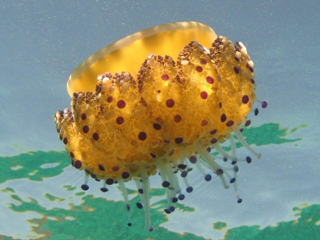 Cotub_u0.jpg