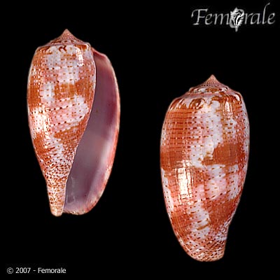 Conus tulipa
