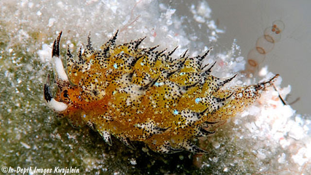 Costasiella vegae