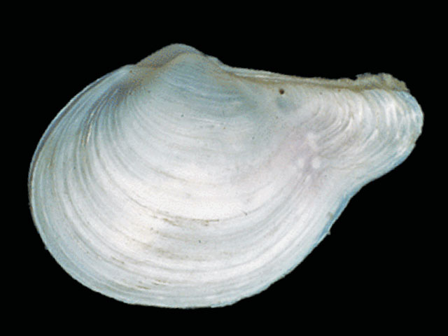 Cuspidaria infelix