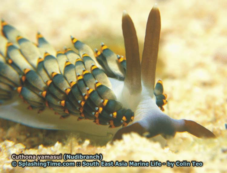 Cuyam_u0.jpg