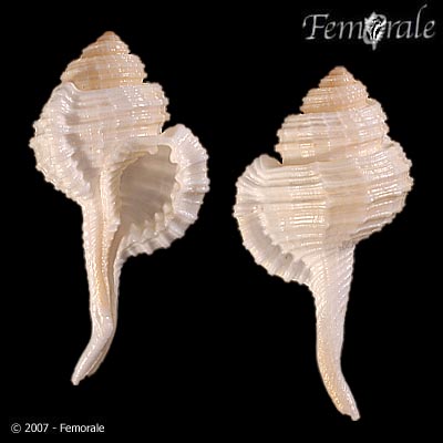 Cymatium caudatum