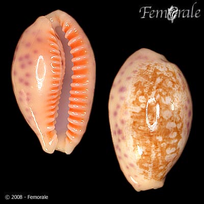 Ovatipsa chinensis