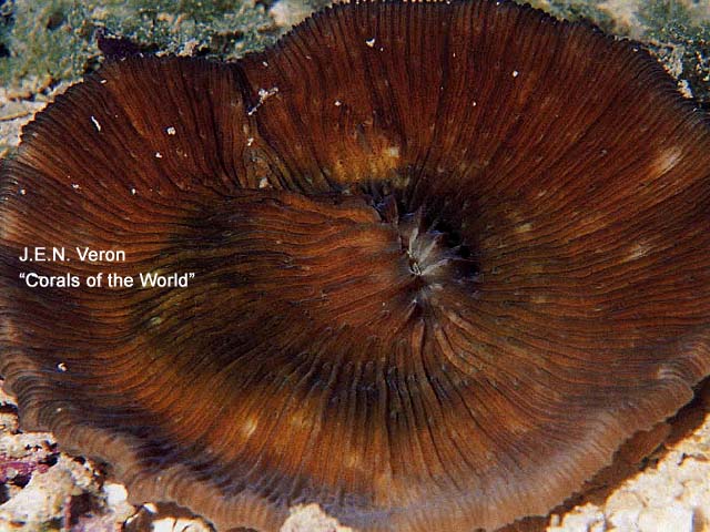 Lithophyllon spinifer