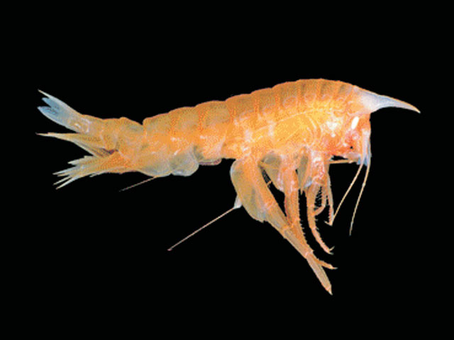 Cyric_u0.jpg