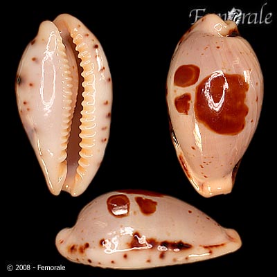 Cypraea saulae