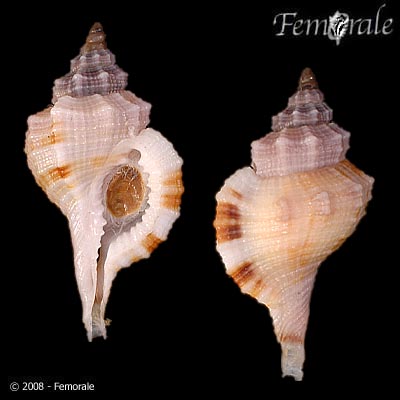 Monoplex vespaceus