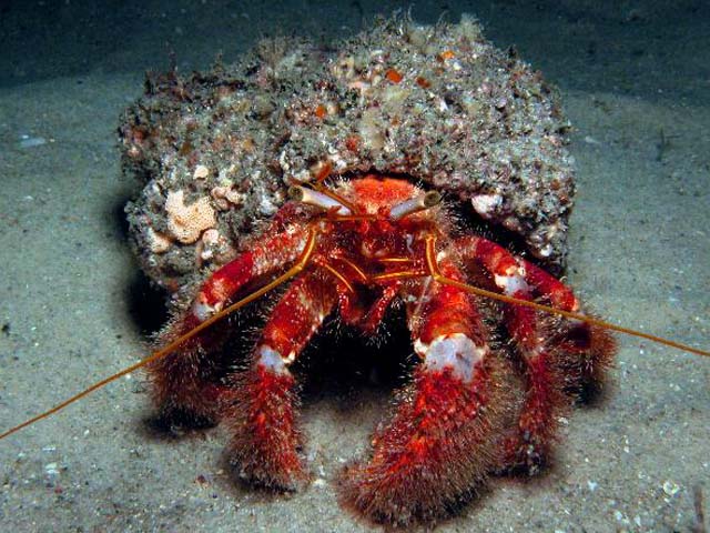 Dardanus lagopodes