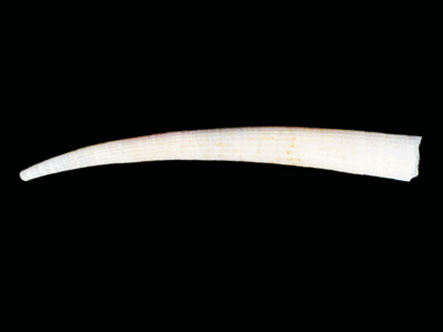 Dentalium majorinum