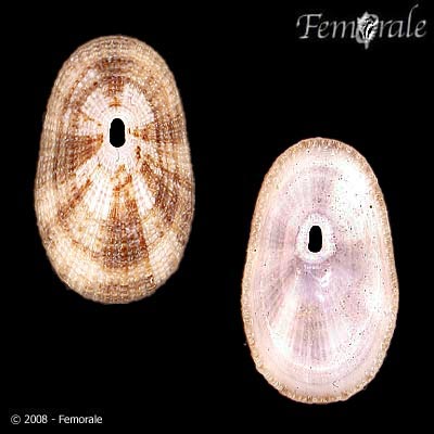Diodora graeca