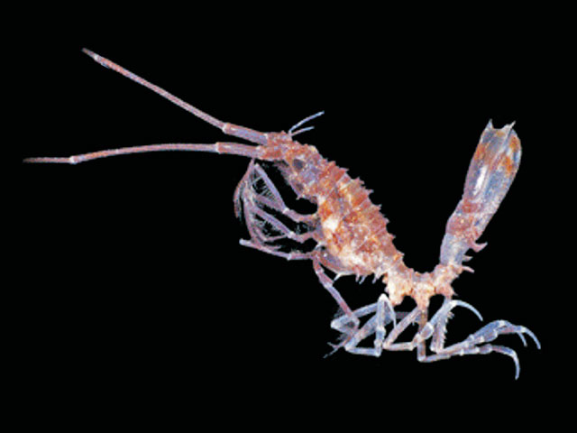 Dolichiscus diana