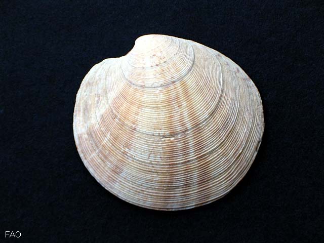 Dosinia exoleta