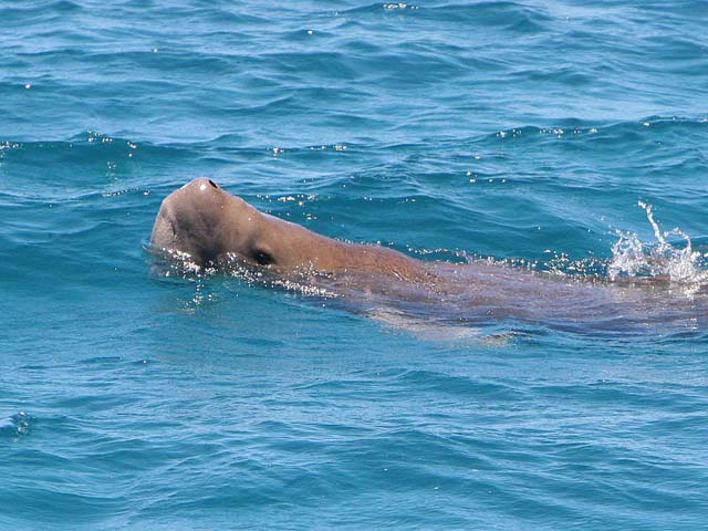 Dugong dugon