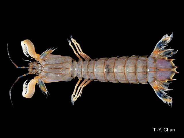 Erugosquilla grahami