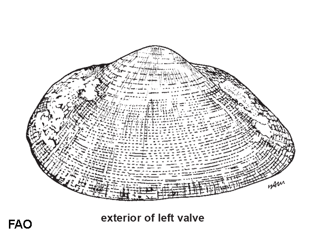 Estellacar olivacea