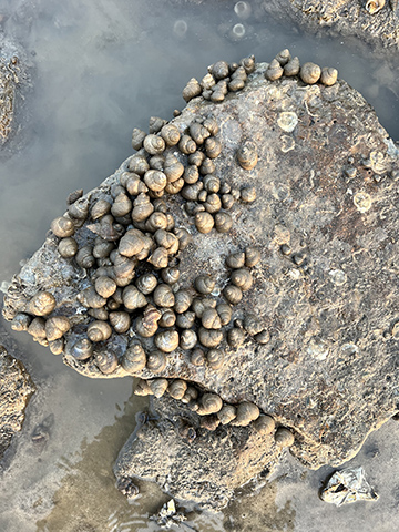 Euchelus asper