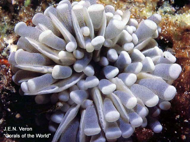 Euphyllia cristata