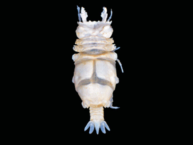 Eugig_m0.jpg