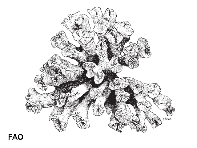 Eugla_u0.gif