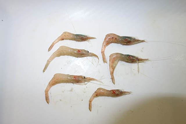 Eualus macilentus
