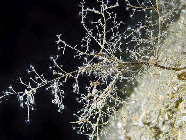 Eudendrium rameum