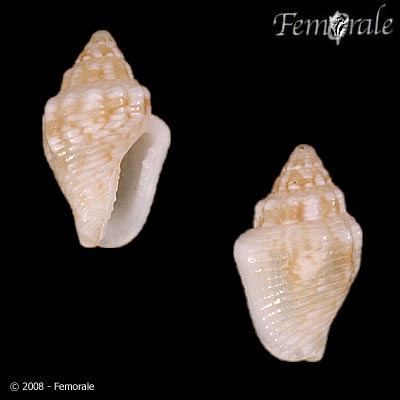 Euplica varians