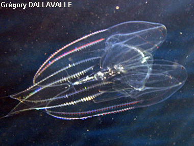 Eurhamphaea vexilligera