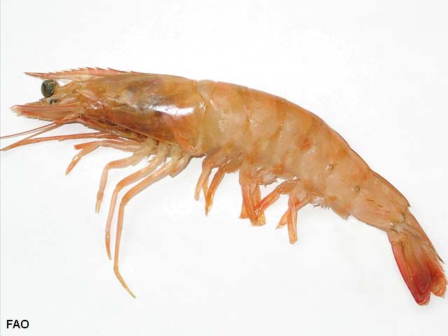 Penaeus duorarum
