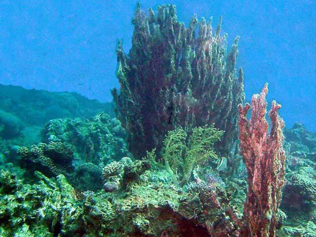 Fiela_u0.jpg