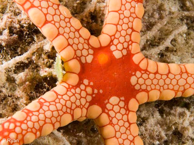 Fromia monilis