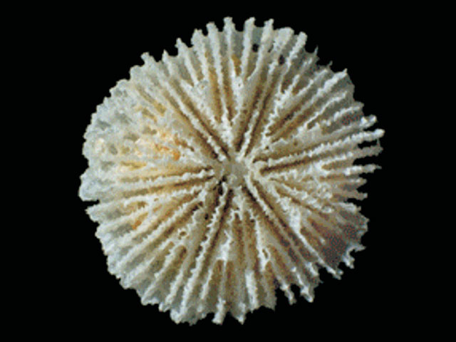 Fungiacyathus marenzelleri
