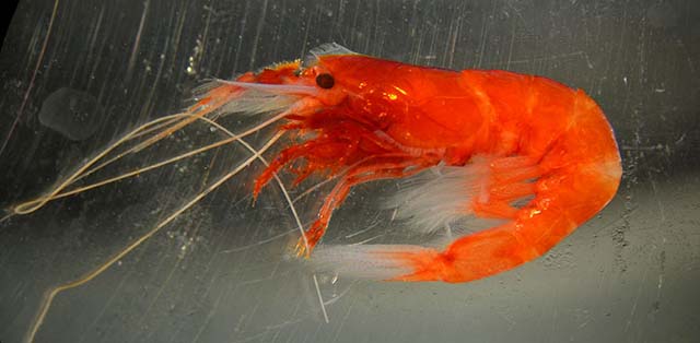 Gennadas propinquus