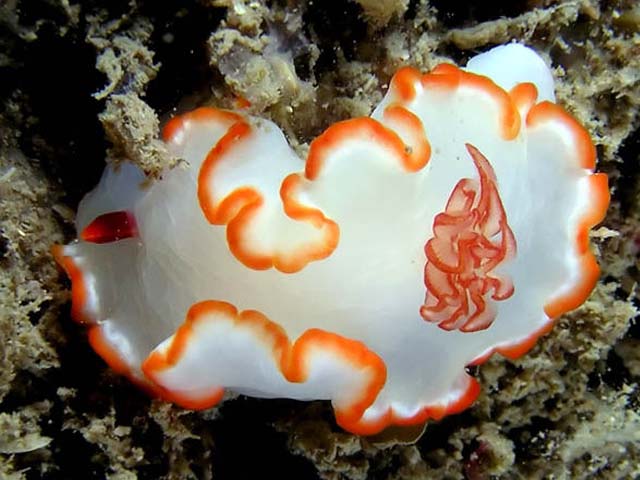 Glossodoris averni