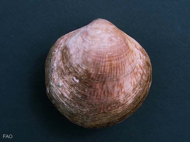 Glpil_u0.jpg