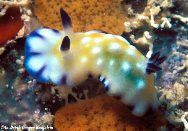 Goniobranchus vibratus