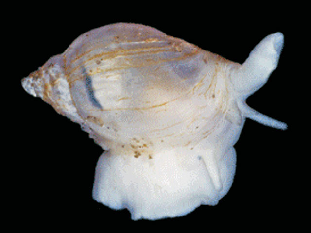 Harpovoluta charcoti