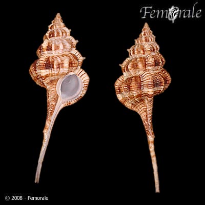 Haustellum gallinago