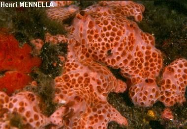 Hemimycale columella